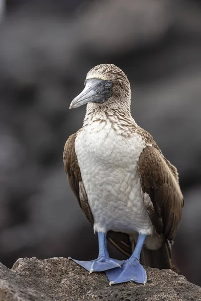 Modrá Nohy Útěchy Sula Nebouxii Galapagos Islands Ekvádor — Stock fotografie