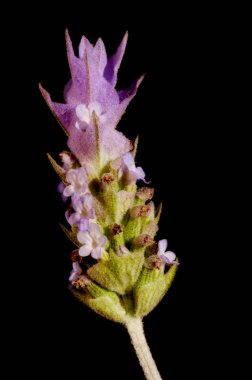 Lavanta çiçeği (Lavandula angustifolia)