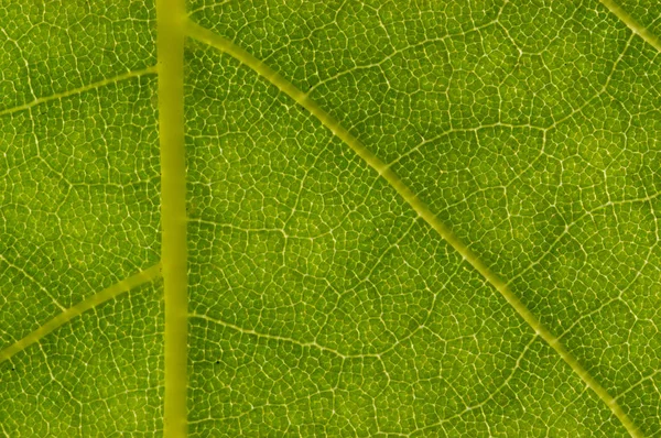 London Planetree Leaf Detail Platanus Acerifolia — Stock Photo, Image