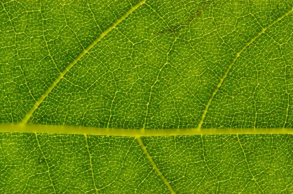 Dettaglio Foglia Planetaria Londra Platanus Acerifolia — Foto Stock