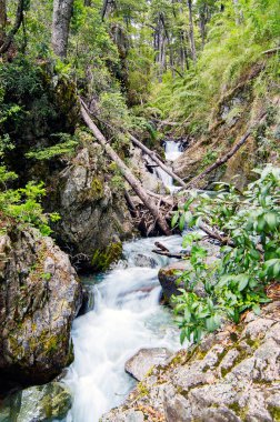 Patagonya Ormanında Şelale