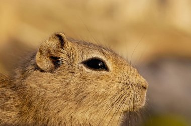 Güney Dağ Mağarası (Microcavia australis)