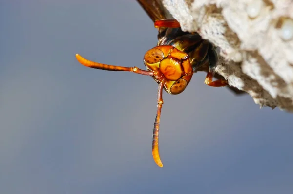 Wasp Its Nest Polistes — 图库照片