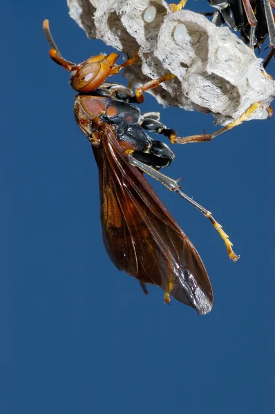 Wasp Its Nest Polistes — 图库照片