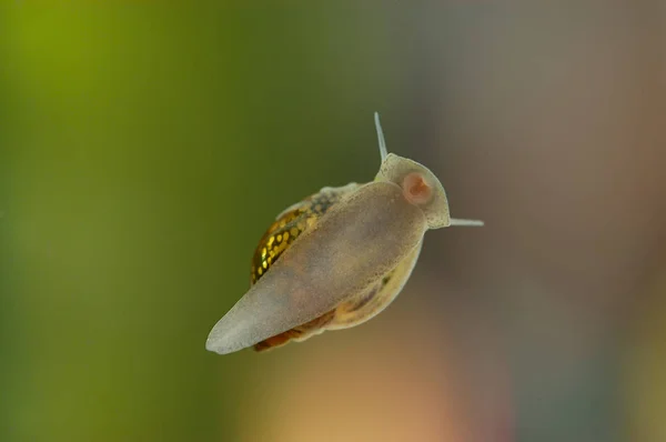 Foco Selectivo Caracol Agua Dulce —  Fotos de Stock