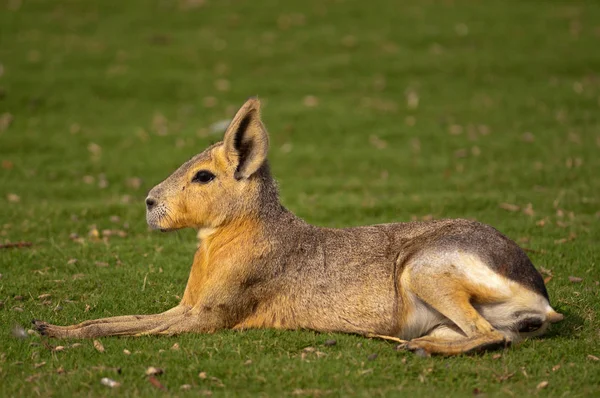 Patagonian Mara Dolichotis Patagonum — Stock Photo, Image