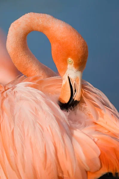 Raspador Flamingo Phoenicopterus Ruber — Fotografia de Stock