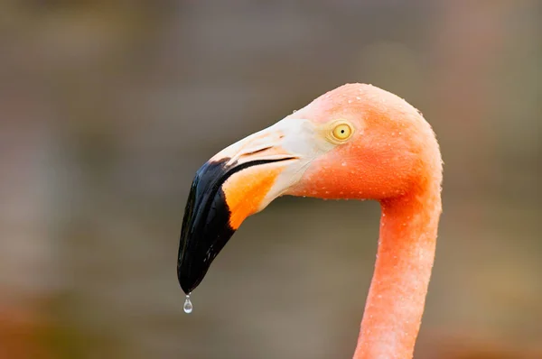 Rasp Flamingo Phoenicopterus Ruber — Stockfoto