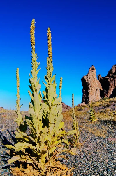 Green Flowering Plants Patagonia Desert — Stock Photo, Image