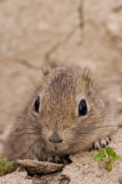 Cavidade Montanha Sul Microcavia Australis — Fotografia de Stock