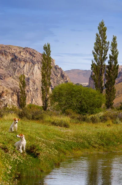 Dos Cachorros Río Patagonia — Foto de Stock