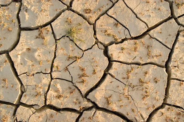 Dry Cracked Ground Selective Focus Stock Picture