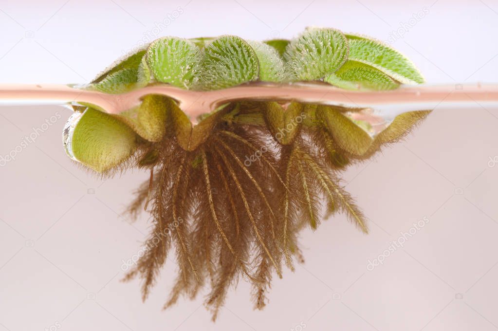 Floating Moss (Salvinia rotundifolia)