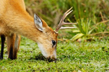 Marsh geyik (Blastocerus dichotomus)