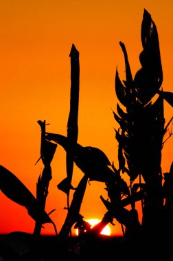 Esteros del Ibera, Arjantin 'de bitkilerle gün batımı