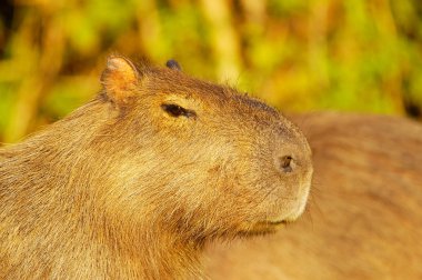 Capivara (Hydrochaeris hydrochaeris seçici odak
