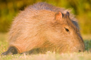 Capivara (Hydrochaeris hydrochaeris seçici odak