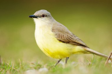 Sığır Zorbası (Machetornis rixosus)