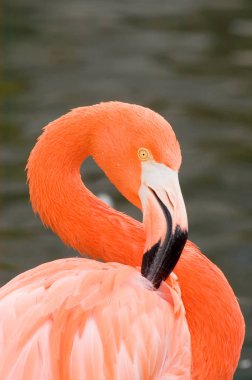 Rende flamingo (Phoenicopterus ruber