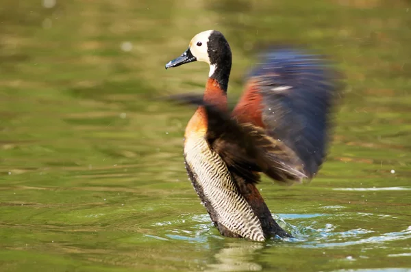 Pato Silbante Cara Blanca Dendrocygna Viduata — Foto de Stock