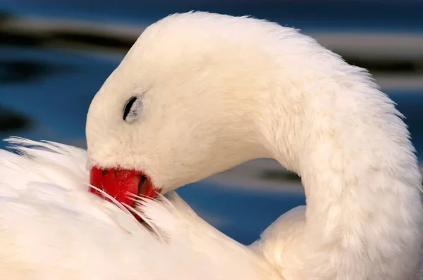 Cygne Coscoroba Coscoroba Coscoroba — Photo