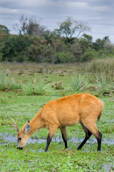 Cervos Pântano Blastocerus Dichotomus — Fotografia de Stock