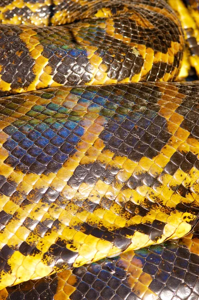 Scales Detail Yellow Anaconda Eunectes Notaeus — Stock Photo, Image