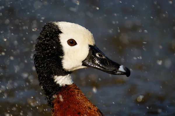 Pato Silbante Cara Blanca Dendrocygna Viduata — Foto de Stock