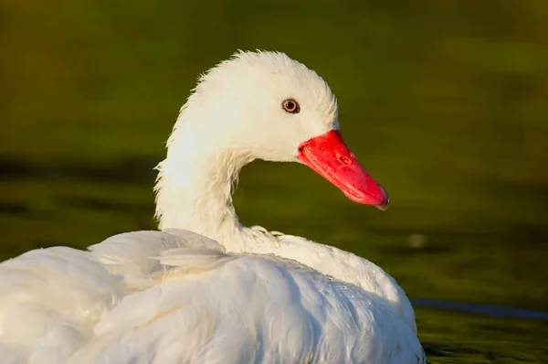 Cisne Coscoroba Coscoroba Coscoroba — Fotografia de Stock