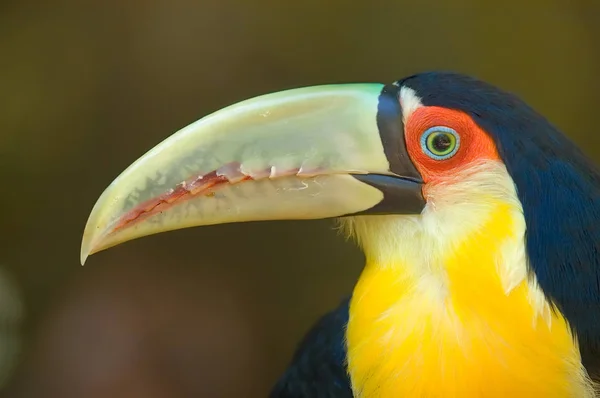 Toucan Foco Seletivo Close — Fotografia de Stock