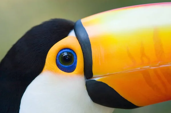 Γκρο Πλαν Toco Toucan Ramphastos Toco — Φωτογραφία Αρχείου