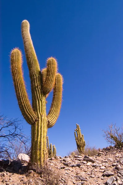 Pasacana Cactus Trichocereus Pasacana — Stock Photo, Image