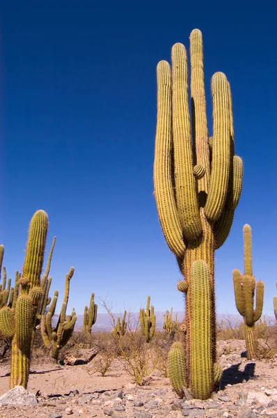 Pasacana Cactus Trichocereus Pasacana — Stock Photo, Image