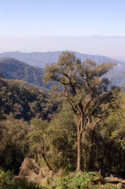 Epiphyts ile kaplanmış Ayakta Ağaç