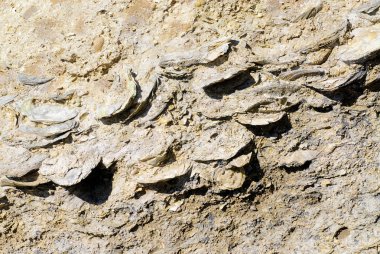 Fosil istiridye seçici odak