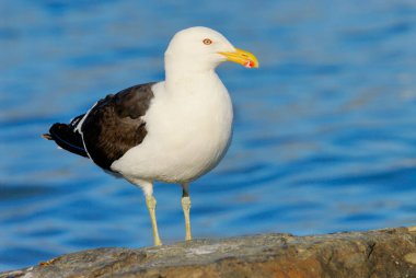 Yetişkin Kelp martı (Larus dominicanus)