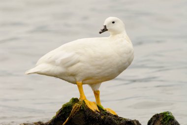 Kelp Kaz (Chloephaga melezi), Erkek, Patagonya 'da