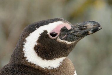 Macellan pengueni (Spheniscus magellanicus) Patagoni