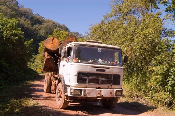 Holztransport Den Yungas — Stockfoto