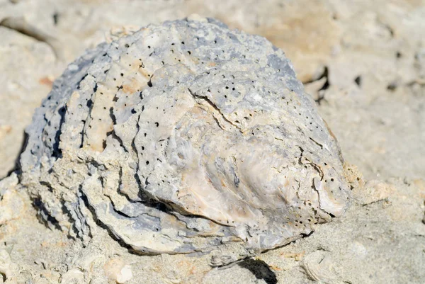 Concentrazione Selettiva Sull Ostrica Fossile — Foto Stock