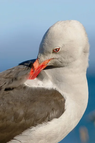 Racek Obecný Leucophaeus Scoresbii — Stock fotografie