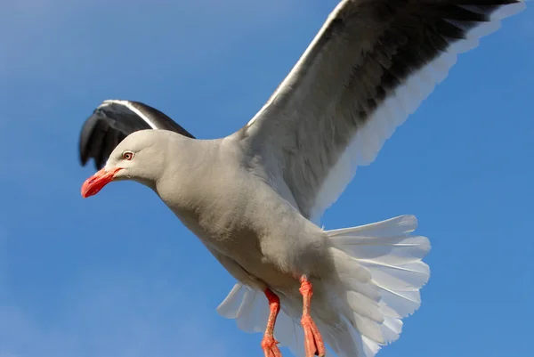 Dolphin Gull Leucophaeus Scoresbii — Stock Photo, Image