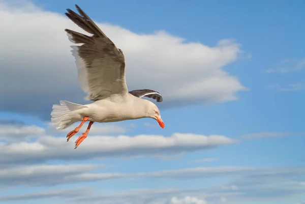 Dolphin Gull Leucophaeus Scoresbii — Stock Photo, Image