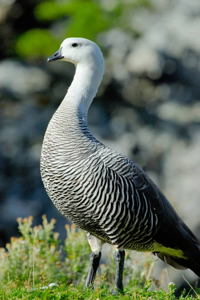 Upland Goose Chloephaga Picta — Stock Photo, Image