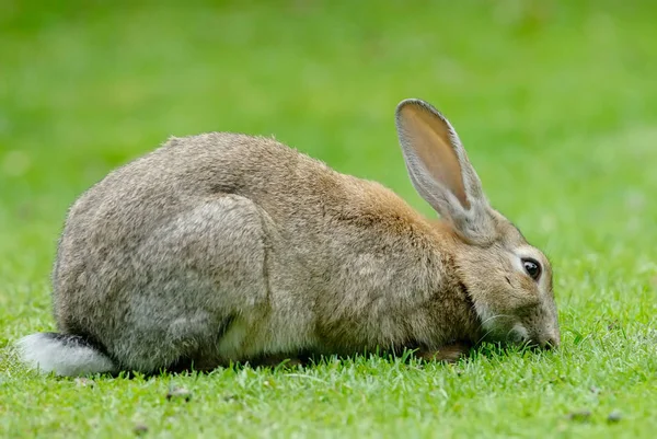 Kelinci Eropa Oryctolagus Cuniculus — Stok Foto