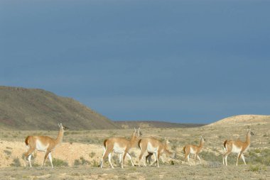 Çok (Lama Guanicoe) Patagonya '