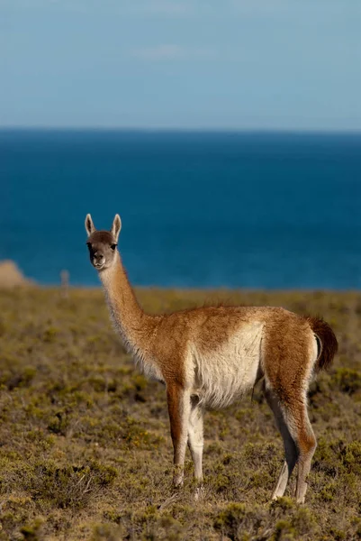 Guanaco Lama Guanicoe Patagonien — Stockfoto