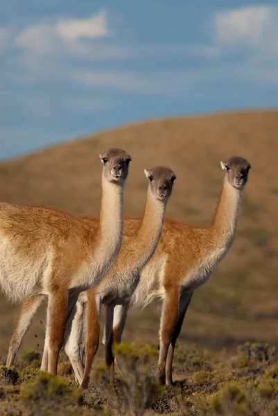 Lamaları Lama Guanicoe Patagonya — Stok fotoğraf