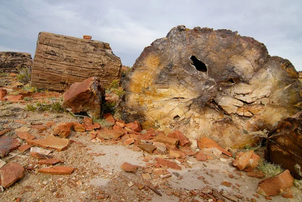 Petrified Woods Patagonia Due Need Protecting Petrified Forests Bosques Petrificados — Stock Photo, Image