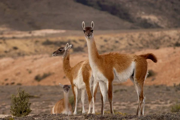 Rajzai Láthatóak Lama Guanicoe Patagonia — Stock Fotó